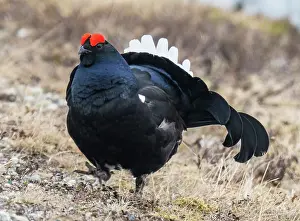 Lapland Prints: Black grouse (Lyrurus tetrix) male displaying and posturing by raising its tail feathers and strutting