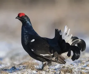 Black grouse (Lyrurus tetrix), male at lek, Finland, April
