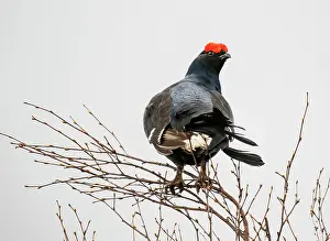 Rear View Prints: Black grouse (Lyrurus tetrix) male perched in a tree overlooking the lekking site