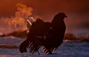 Breathing Prints: Black Grouse (Tetrao tetrix) displaying with breath vapor at dawn, Utajarvi, Finland