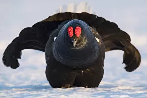 Sergey Gorshkov Collection: Black Grouse (Tetrao tetrix) displaying at a lek in snow, Tver, Russia. April