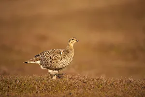 Black grouse (Tetrao tetrix) female at lek, Cairngorms NP, Grampian, Scotland, UK, April