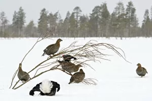 Black Grouse (Tetrao tetrix) lek with male displaying and females around in winter, Tver, Russia