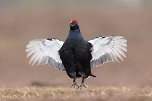 Black grouse (Tetrao tetrix) male displaying at lek, Scotland, UK, April
