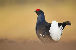 Images Dated 16th April 2011: Black grouse (Tetrao tetrix) male displaying at lek, Cairngorms National Park, Grampian