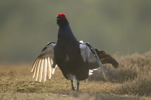 Black grouse (Tetrao tetrix) male displaying at lek, Creag Megaidh NNR, Highlands