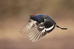 Images Dated 2nd April 2017: Black grouse (Tetrao tetrix) male in flight, Cairngorms National Park, Scotland, UK
