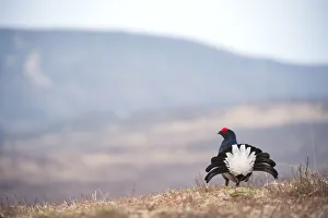Adult Gallery: Black grouse (Tetrao tetrix) male at lek, Creag Megaidh NNR, Highlands, Scotland
