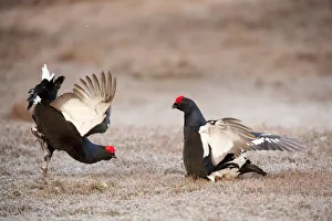 Blackcock Prints: Black grouse (Tetrao tetrix) two males displaying and fighting at lek, Cairngorms NP
