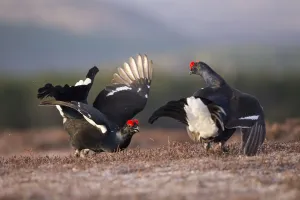 Two Black grouse (Tetrao tetrix) males displaying at a lek site at dawn, Cairngorms National Park