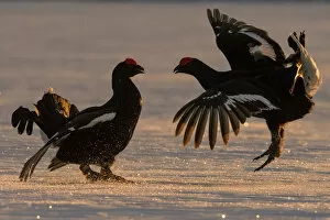 Black Grouse (Tetrao tetrix) males fighting in winter, Tver, Russia. April