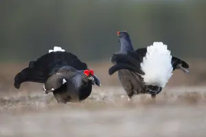 Two Black grouse (tetrao tetrix) males fighting at lek, Deeside, Cairngorms National Park