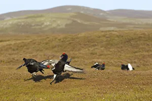 Blackcock Prints: Black grouse (Tetrao tetrix) males fighting at lek site, Cairngorms National Park