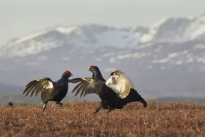 Black grouse (Tetrao tetrix) two males fighting at lek site with mountains in the background