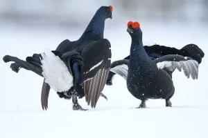 Black Grouse (Tetrao tetrix) males fighting at lek in the snow, Tver, Russia. April