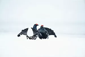 Aggression Gallery: Black grouse (Tetrao tetrix) males fighting in snow during the breeding season, Viiksimo, Finland