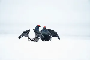 Christmas Prints: Black grouse (Tetrao tetrix) males fighting in snow during the breeding season