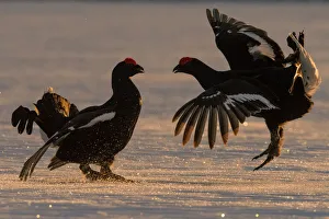 Northern Black Grouse Prints: Black Grouse (Tetrao tetrix) males fighting in winter, Tver, Russia. April