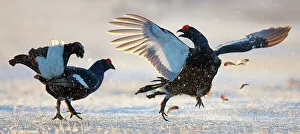 Grouse Prints: Black Grouse (Tetrao tetrix) males at lek, Utajarvi, Finland, April