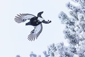 Underside Prints: Black grouse (Tetrao tetrix) taking flight, Alps, Switzerland. January