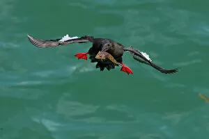 December 2022 Highlights Gallery: Black guillemot (Cepphus grylle) holding fish in beak, flying back to nest, Portpatrick
