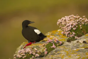 Copyspace Prints: Black guillemot (Cepphus grylle) in breeding plumage perched on a boulder, Shetland Isles