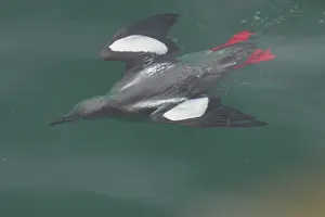 Cepphus Prints: Black guillemot (Cepphus grylle) diving underwater