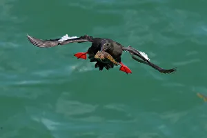 December 2022 Highlights Prints: Black guillemot (Cepphus grylle) holding fish in beak