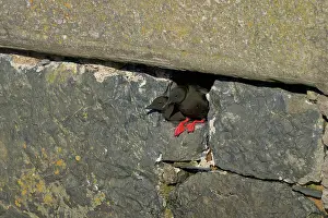 Nest Hole Prints: Black guillemot (Cepphus grylle) pair looking out from nest hole in harbour wall
