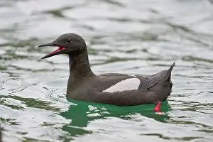 Cepphus Prints: Black guillemot (Cepphus grylle) on water