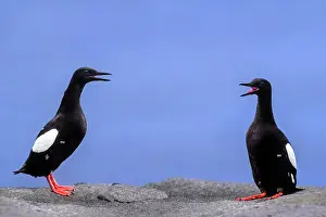 Shetland Prints: Two Black guillemots (Cepphus grylle) perched face to face