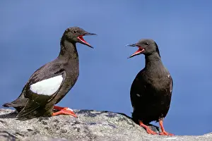 Shetland Prints: Two Black guillemots (Cepphus grylle) perched face to face