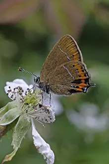 Papilionoidea Prints: Black hairstreak butterfly (Satyrium pruni) nectaring on a flower
