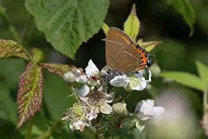 Papilionoidea Prints: Black hairstreak butterfly (Satyrium pruni) nectaring on a flower