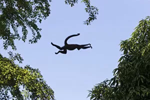 Black-handed spider monkey (Ateles geoffroyi) leaping from tree to tree, Osa Peninsula