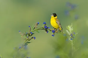 Arty Prints: Black-headed bunting (Emberiza melanocephala) male perched singing, Bulgaria, May 2008