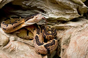 Black-headed bushmaster (Lachesis melanocephala) with tongue extended, Siquirres