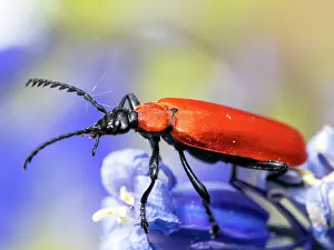 Tenebrionoidea Prints: Black headed cardinal beetle (Pyrochroa coccinea) resting on a Bluebell (Hyacinthoides non-scripta) flower