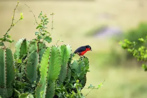 Black-headed gonolek (Laniarius erythrogaster) perched on leaf, Queen Elizabeth National Park, Uganda