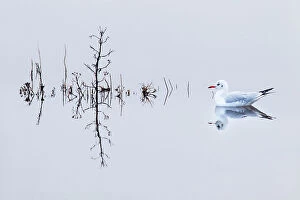 Cool Coloured Coasts Collection: Black headed gull (Chroicocephalus ridibundus) in winter plumage, Titchwell RSPB reserve, Norfolk