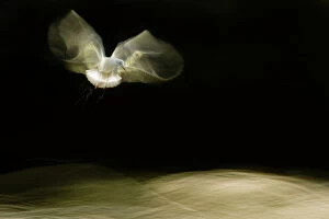 Night Gallery: Black-headed gull (Chroicocephalus ridibundus) in flight, artistically blurred photograph