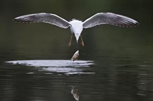 Images Dated 6th September 2008: Black-headed gull (Chroicocephalus ridibundus) in flight having dropped fish, Elbe