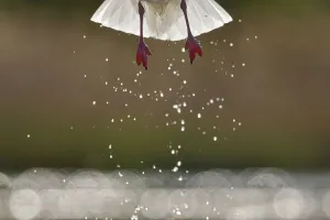 Animal Feet Gallery: Black headed gull (Chroicocephalus ridibundus) taking off, detail of legs and water droplets
