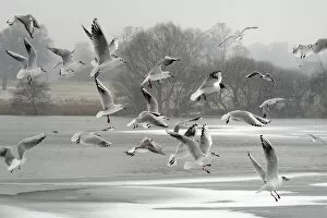 Black Headed Gull Gallery: Black-headed gull (Chroicocephalus ridibundus) flock flying over a frozen lake in falling snow