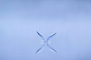 Symmetry Prints: Black-headed gull (Chroicocephalus ridibundus) alighting on water at dawn