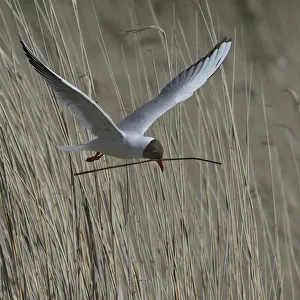 Black-headed gull (Chroicocephalus ridibundus) carrying nesting material, Brenne
