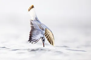 Black-headed gull (Chroicocephalus ridibundus) diving into sea, hunting shellfish