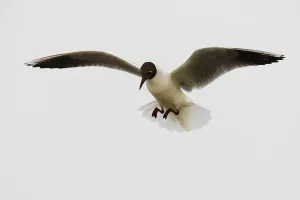 Black-headed gull (Chroicocephalus ridibundus) in flight, Camargue, France, May 2009
