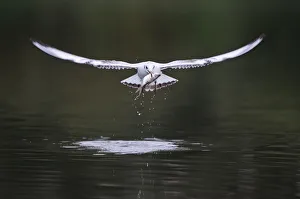 Black-headed gull (Chroicocephalus ridibundus) in flight carrying fish, Elbe Biosphere Reserve