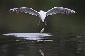 Black-headed gull (Chroicocephalus ridibundus) in flight having dropped fish, Elbe